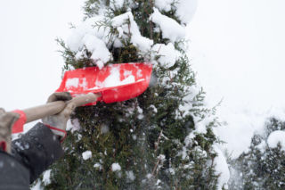 Jakie prace ogrodowe należy wykonać w lutym? Sprawdź kalendarz prac ogrodniczych!
