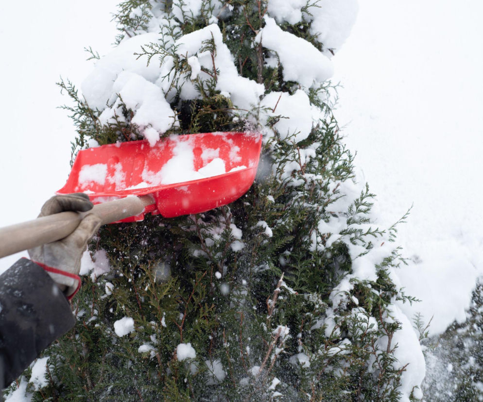 Jakie prace należy wykonać w ogrodzie w lutym? Oto lista