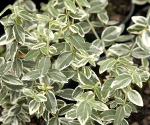 Trzmielina Fortune'a 'Argenteomarginata' 