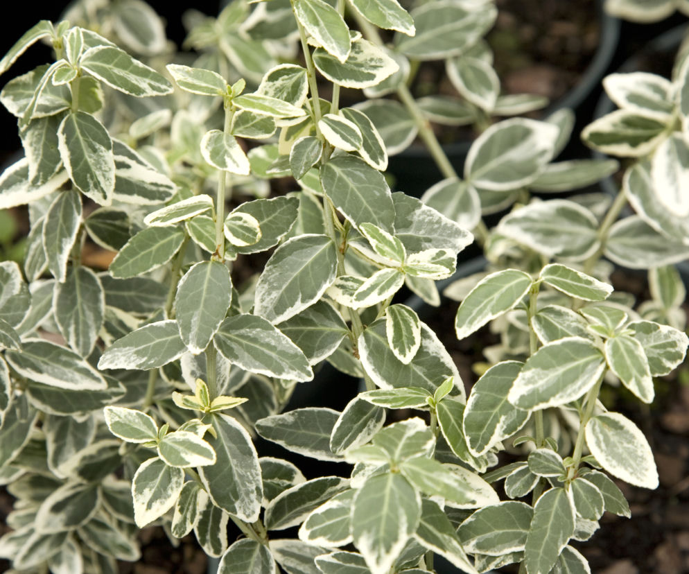 Trzmielina Fortune'a 'Argenteomarginata' 