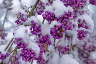 Zimowe piękno w ogrodzie: rośliny, które wprowadzą kolor!