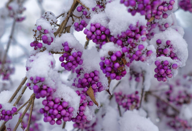 Pięknotka bodiniera