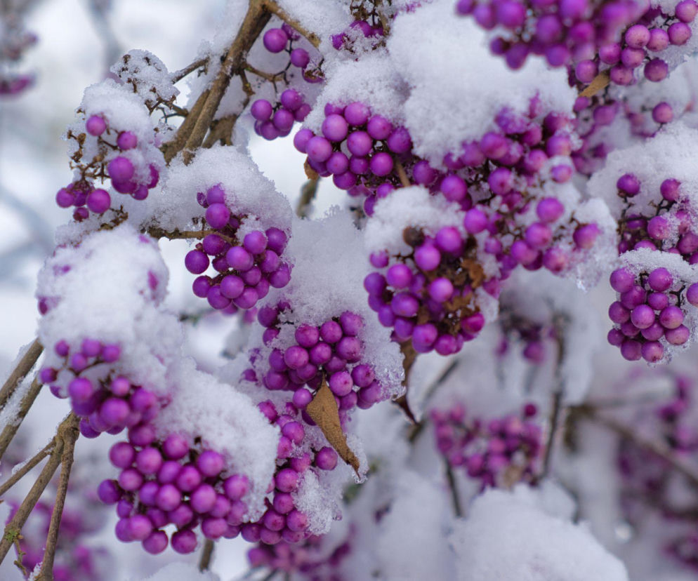 Zimowe piękno w ogrodzie: rośliny, które wprowadzą kolor!