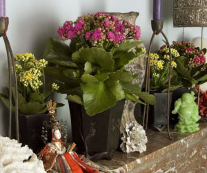 Kalanchoe Blossfelda
