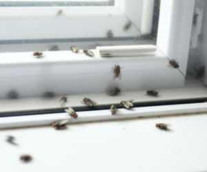 Domowy spray na muchy. Ten prosty roztwór z octu błyskawicznie odstraszy uciążliwe owady