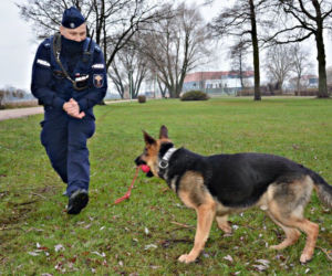 Szarik - nowy policyjny pies w Komendzie Miejskiej Policji w Suwałkach [ZDJĘCIA]