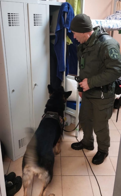 Pseudokibice ze Śląska pomagali w przemycie ludzi z Białorusi do Polski