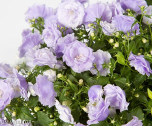 Dzwonek ‘Blue Wonder’