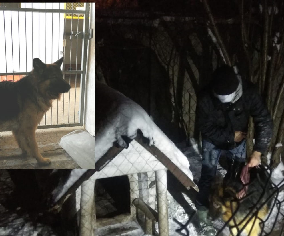 Horror: Przywiązał psa łańcuchem do budy. „Przeraźliwy skowyt było słychać z daleka” [FOTO]