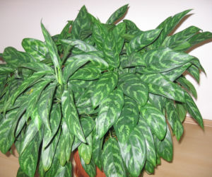 Aglonema