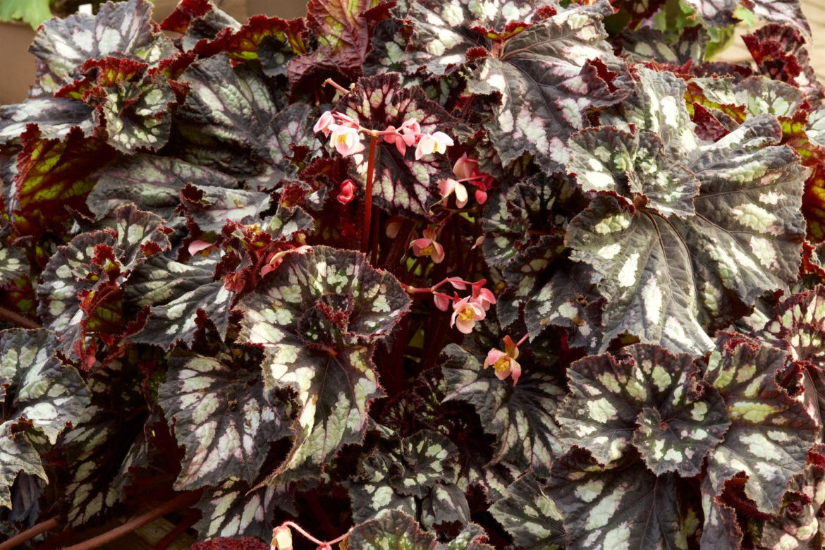 Begonia królewska