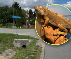 Spacerował poboczem jak gdyby nigdy nic. Egzotyczny gad wywołał poruszenie pod Lublinem