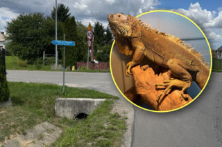 Gdy go zobaczył, złapał za telefon i zaalarmował służby. Po szosie spacerował okazały gad!