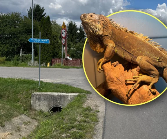 Spacerował poboczem jak gdyby nigdy nic. Egzotyczny gad wywołał poruszenie