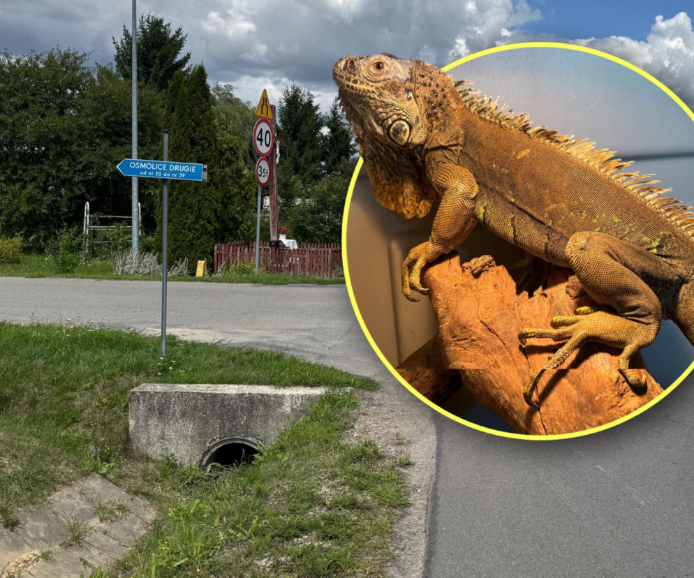 Spacerował poboczem jak gdyby nigdy nic. Egzotyczny gad wywołał poruszenie pod Lublinem