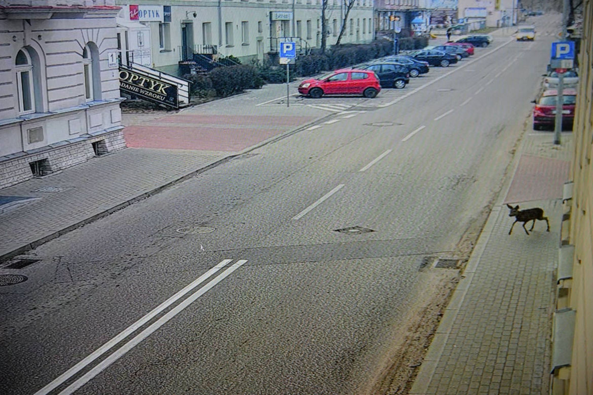 Białystok. Sarenka biegała po centrum miasta. Nagrała ją kamera Centrum Atywności Społecznej [ZDJĘCIA]