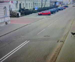 Białystok. Sarenka biegała po centrum miasta. Nagrała ją kamera Centrum Atywności Społecznej [ZDJĘCIA]