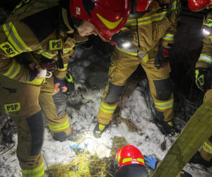 Myśleli, że to dzik. Maleńka sarenka została uratowana z niebezpiecznej pułapki