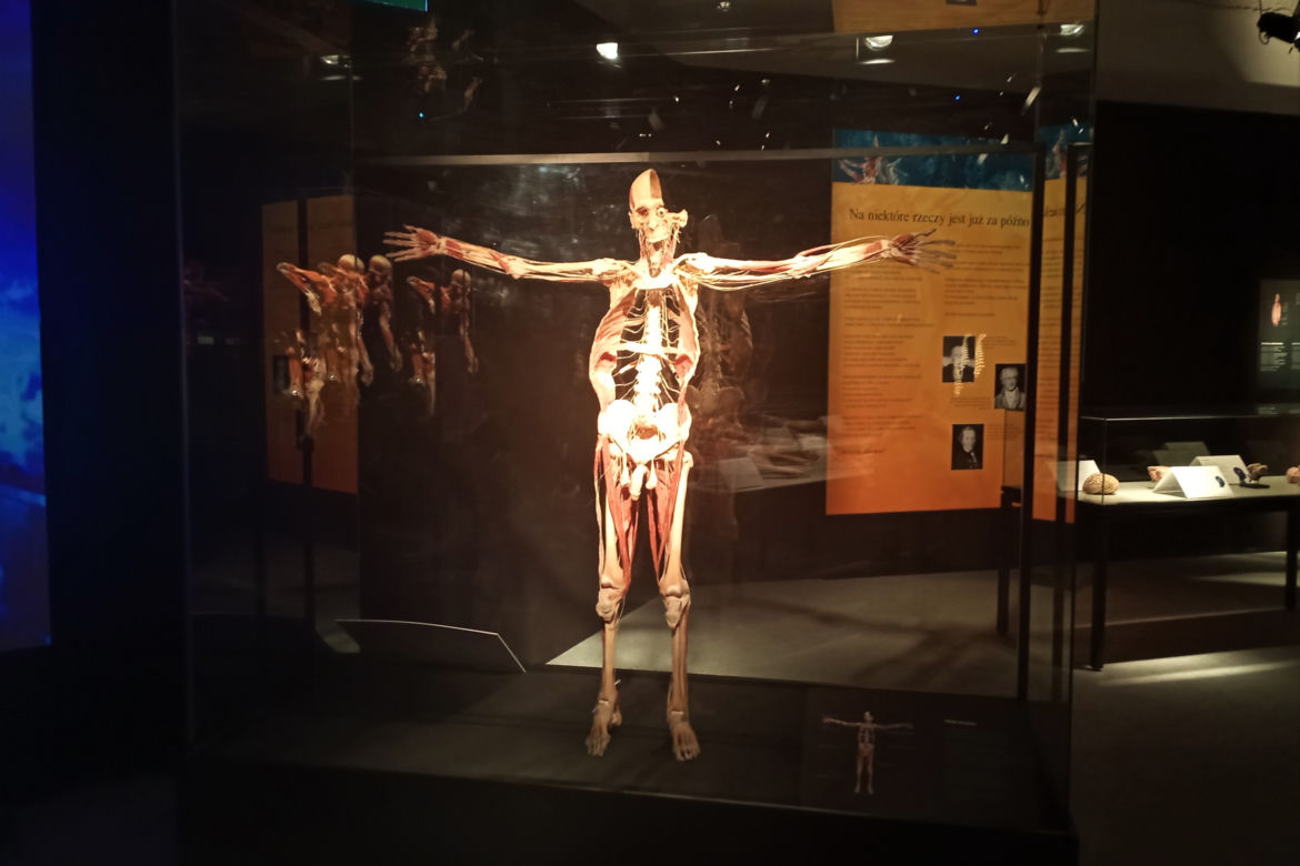 Wystawa Body Worlds w Szczecinie
