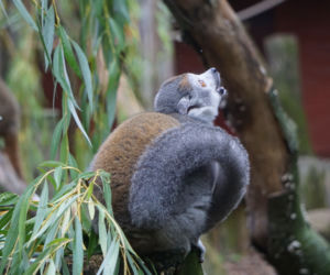 Lemury koroniaste we wrocławskim zoo