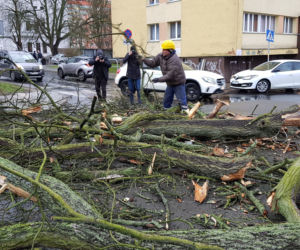 Złamane drzewo uszkodziło samochód na ul. Podhalańskiej w Szczecinie