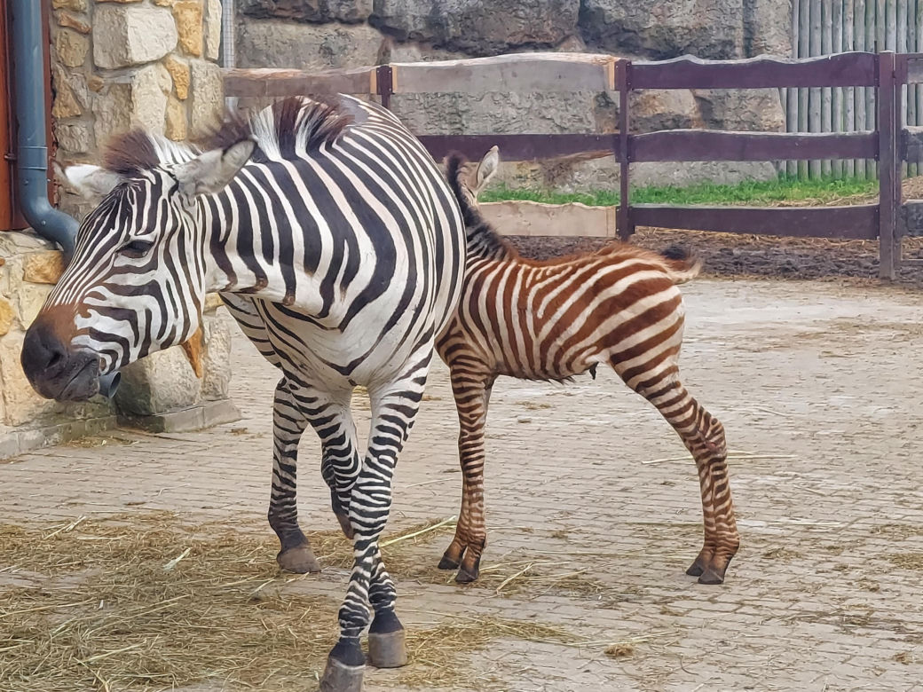 Mała zebra w zamojskim ZOO