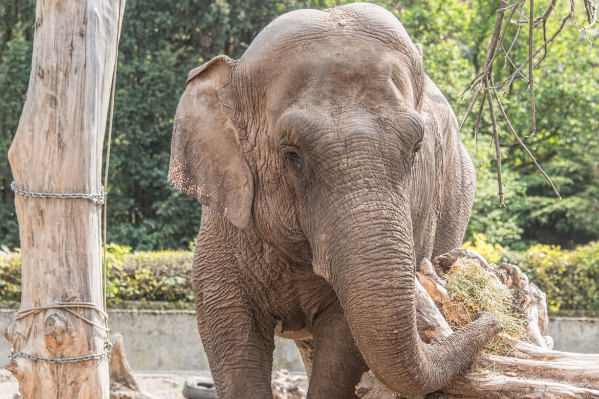 Najstarsze zwierzęta we wrocławskim zoo