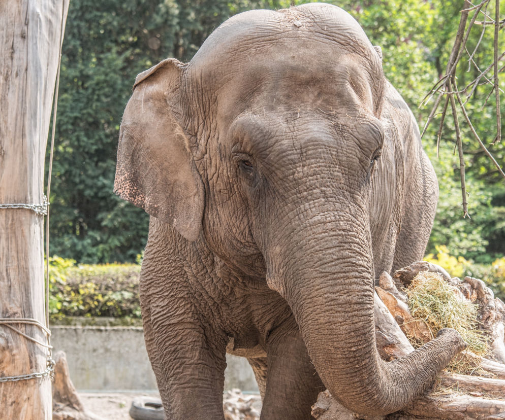 Najstarsze zwierzęta we wrocławskim zoo