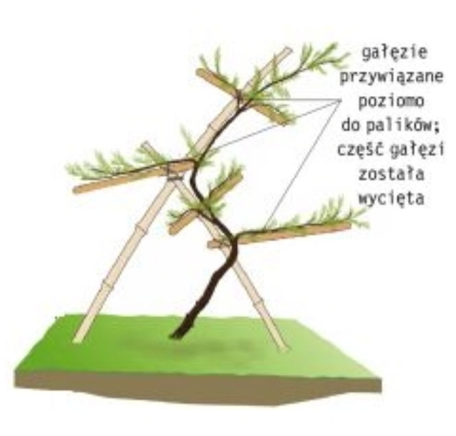 Sosna:  jak uformowac drzewo