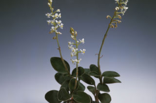 Ludisia - Ludisia discolor