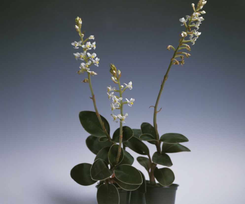 Ludisia