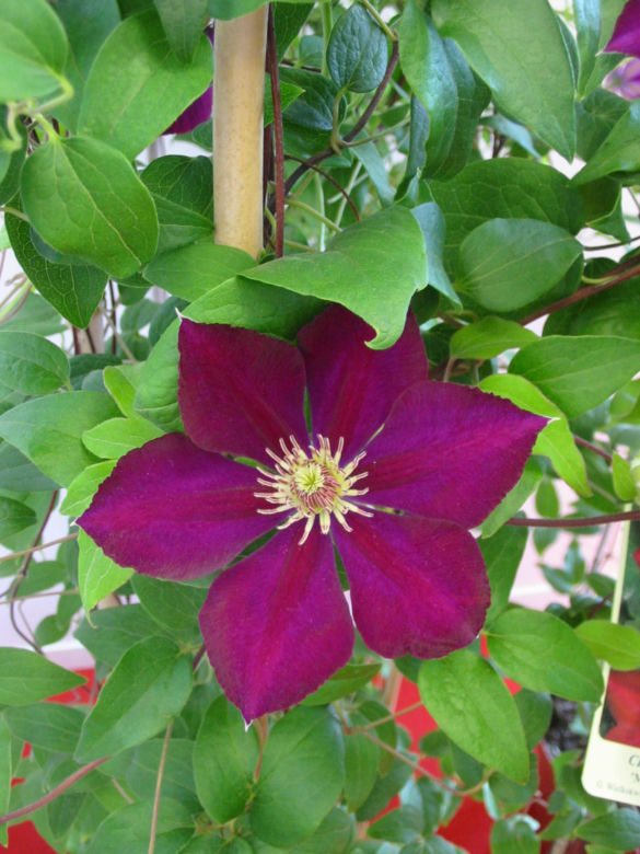Powojnik 'Mazowsze'
