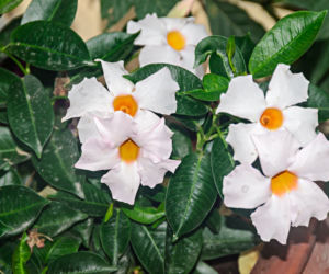 Mandewilla/Dipladenia