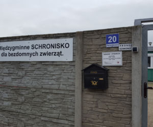 Kto pokocha podopiecznych schroniska w Henrykowie pod Lesznem