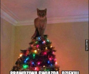 Choinka memy