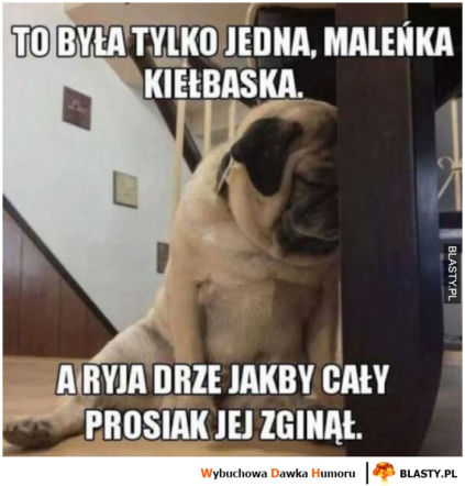Te obrazki podbiły internet i serca Polaków. Dzień Psa to nie tylko czas na śmiech, ale i ważny apel!