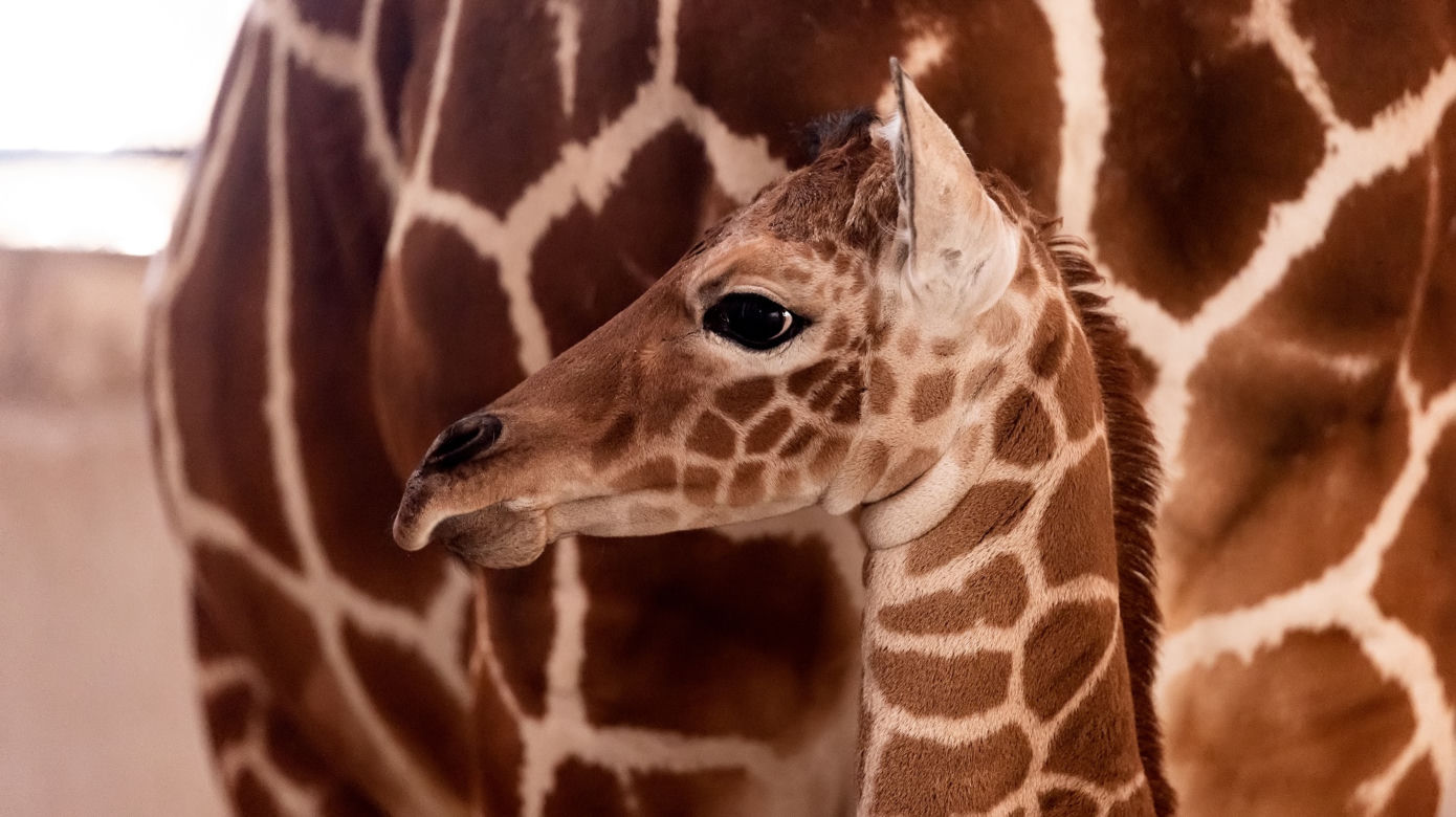 We wrocławskim zoo urodziła się żyrafa