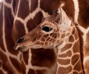 We wrocławskim zoo urodziła się żyrafa