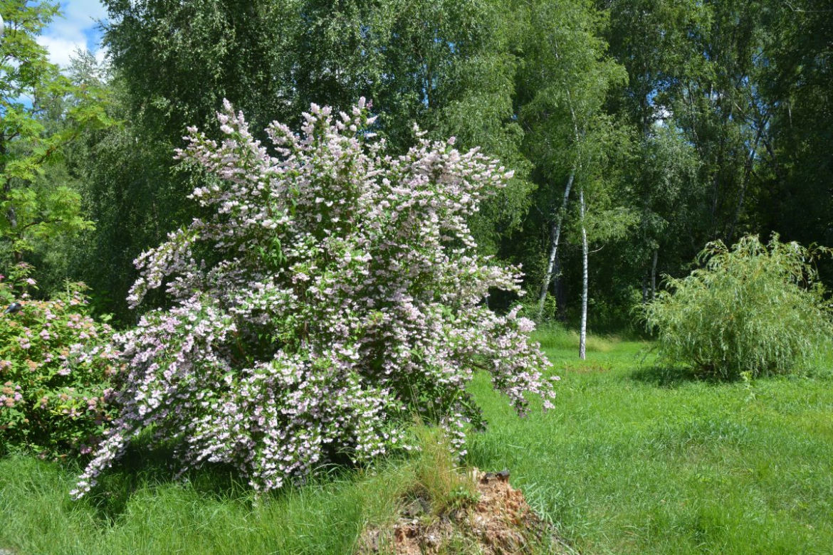 Żylistek szorstki 