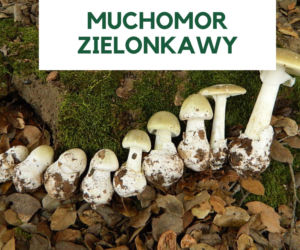 Najbardziej trujące grzyby w Polsce. Ich zjedzenie grozi śmiercią! [GALERIA]