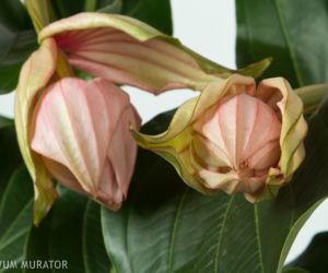 Medinilla