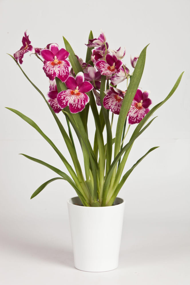 Miltonia