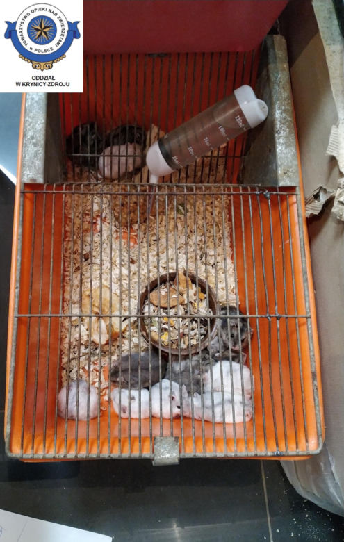 Dramatyczna interwencja w sklepie zoologicznym na Śląsku. Zwierzęta przetrzymywane w skandalicznych warunkach