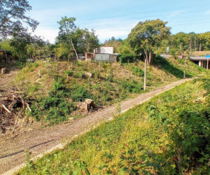 Wycinka drzew na stacji Szczecin Pomorzany