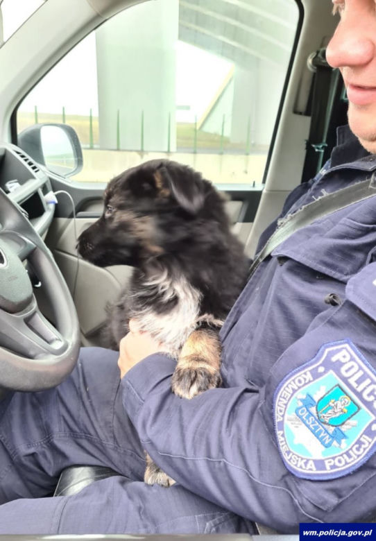 Napierki. Dwa przemoczone szczeniaki znalezione na S7. Uratowali je policjanci