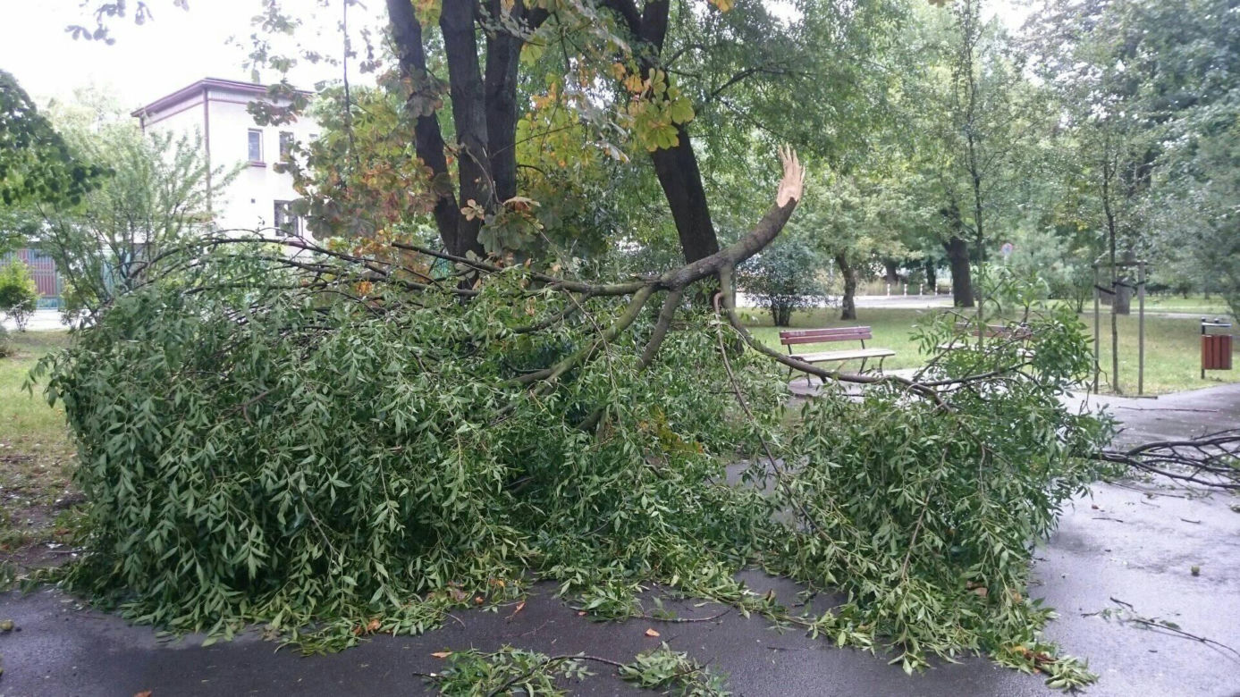Burza nad Radomiem! Wichura połamała drzewa