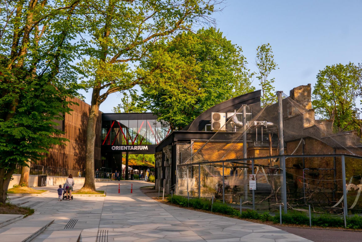 Orientarium ZOO Łódź. Kiedy są kąpiele słoni? Ile kosztują bilety w 2023?