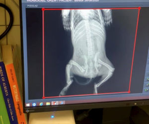 Pirat drogowy rozjechał borsuczka