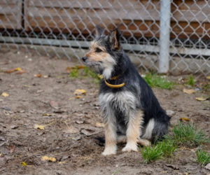 Psiaki z Palucha do adopcji