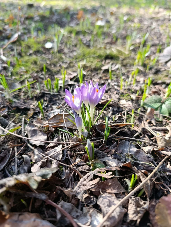 Wiosna coraz śmielej daje o sobie znać! Krokusy kwitną, pszczoły ruszyły do pracy